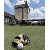 image:imageRawlings Pro Preferred Infield Baseball Gloves  Multiple Sizes amp ColorsVolpe  Camel  Navy  Pro I Web